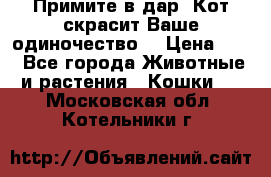 Примите в дар. Кот скрасит Ваше одиночество. › Цена ­ 0 - Все города Животные и растения » Кошки   . Московская обл.,Котельники г.